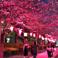 八代宮参道の桜ライトアップ