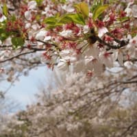 桜とランドナー（４月11日）