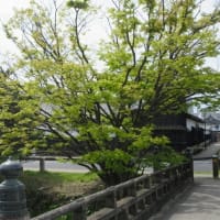 松江城のヒトツバタコ