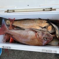 １３日・釣果