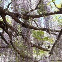 丹波篠山　白毫寺の九尺藤です‼️