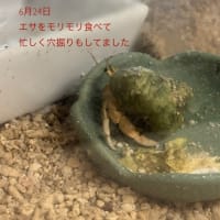 ふぶきちゃん、脱皮中