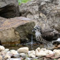 心に残る情景*「鳥景」見沼の小さな森の雛はこの撮影が最後で会うことができませんでした