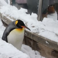 老王ペンギン　１