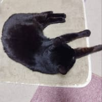 黒猫タイム　ホットカーペット