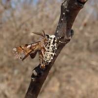 カバシタムクゲエダシャク