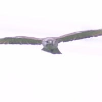 ホバリングするノスリ