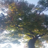 秋の日の神木