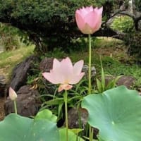 毎日夏日です。