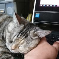 これ気に入ってます