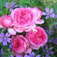 格安入手したLa Rose de Molinard　　