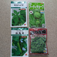 種蒔きが続いています
