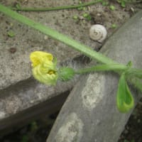 ミニトマト可愛い実をつけ始めました！（スイカやカボチャも）