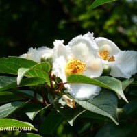 「県立相模原公園」の「水無月園」で白い花の「ナツツバキ」と一会！！
