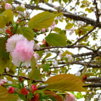 百人一首61番 「いにしへの 奈良の都の 八重桜 けふ九重に 匂ひ