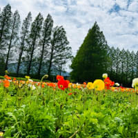 ネモフィラ〜瑠璃色の花の海🌺宮崎県生駒高原🌺