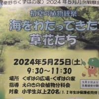 篠窪（しのくぼ）の隣町 花芸安達流　北澤様が「紅花バイカウツギ」を生けて下さいました　(2024/05/07)