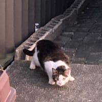 カサブランカほか庭に咲いた花など