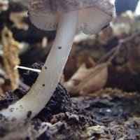 箕面の春キノコ