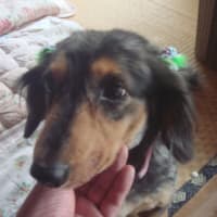 愛犬アッシュがグルーミングしてもらってサマーバージョンです。