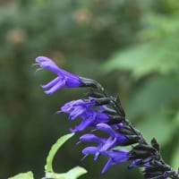 ハーブ園に咲くニゲラの花