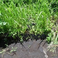 蒸し暑い日　雨上がり唐芋植え　2025/06/16（鹿児島）