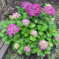 我が家の紫陽花＆こんな事がありました