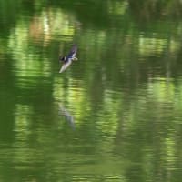 ウグイスとツバメ