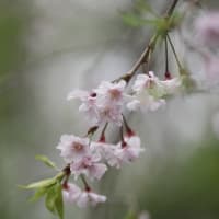 近場の公園で…撮る　