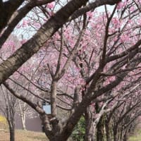 陽光並木ほぼ満開