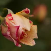 ぎふワールドローズガーデンの薔薇（Ⅰ）