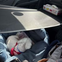 トリミングと日よけ対策