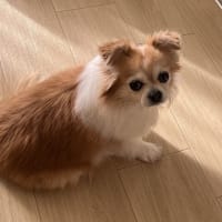 明るい気持ちでお空のハニーちゃんと繋がっているご様子に、ほっこりしました