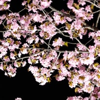 桜・・ライトアップ