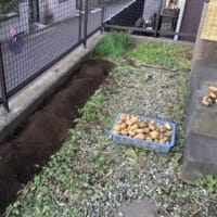 ジャガイモを半分掘りました