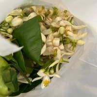 みかん山の春