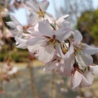 「これ以上薬に頼るのは止めた方が！」と薬局の方に言われてしまいました！