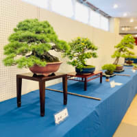 日本盆栽協会つくば支部の盆栽展示会