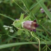 真夏の阿蘇で花散策！（ダイサギソウとムカゴトンボ、バアソブと！）