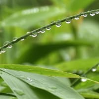 雨がやんで水滴とクモの巣