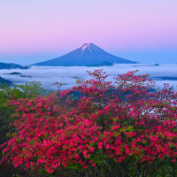 天空のレンゲツツジと富士山