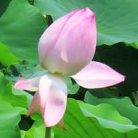 白鷺公園