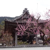 第8回海津大崎・観桜の道　12㎞〜滋賀県ウォーキング協会例会
