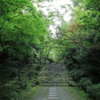 花と新緑の京都
