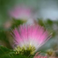 合歓の花（ねむのはな）