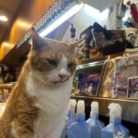 看板猫のいるお店で猫飲み (2506-4)