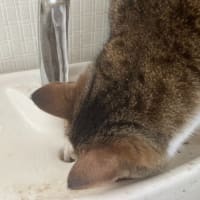 もにょ吉（猫）　トイレで