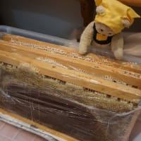 ミモロのハチミツ採集体験。ミツバチの巣板から、輝くハチミツを集める作業。