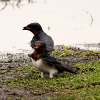 カワセミ、ツバメ、イワツバメ、他、