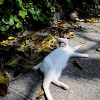九州F島の猫たち　2025年4月　その13
